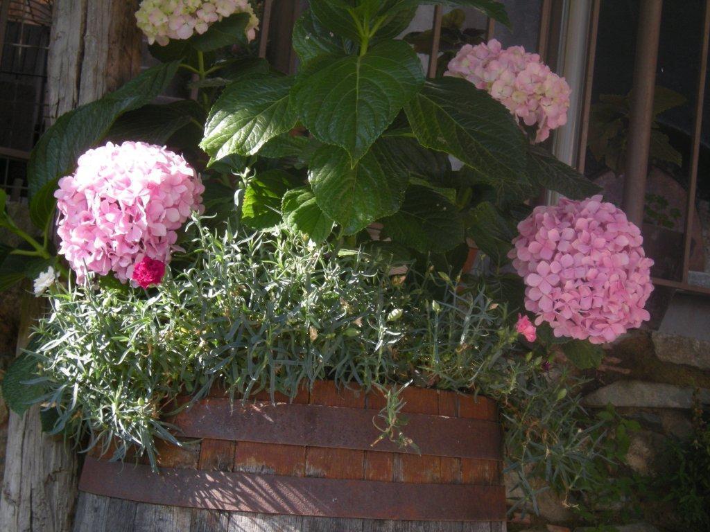 Lasmari'S Bouquet Sykopetra Esterno foto